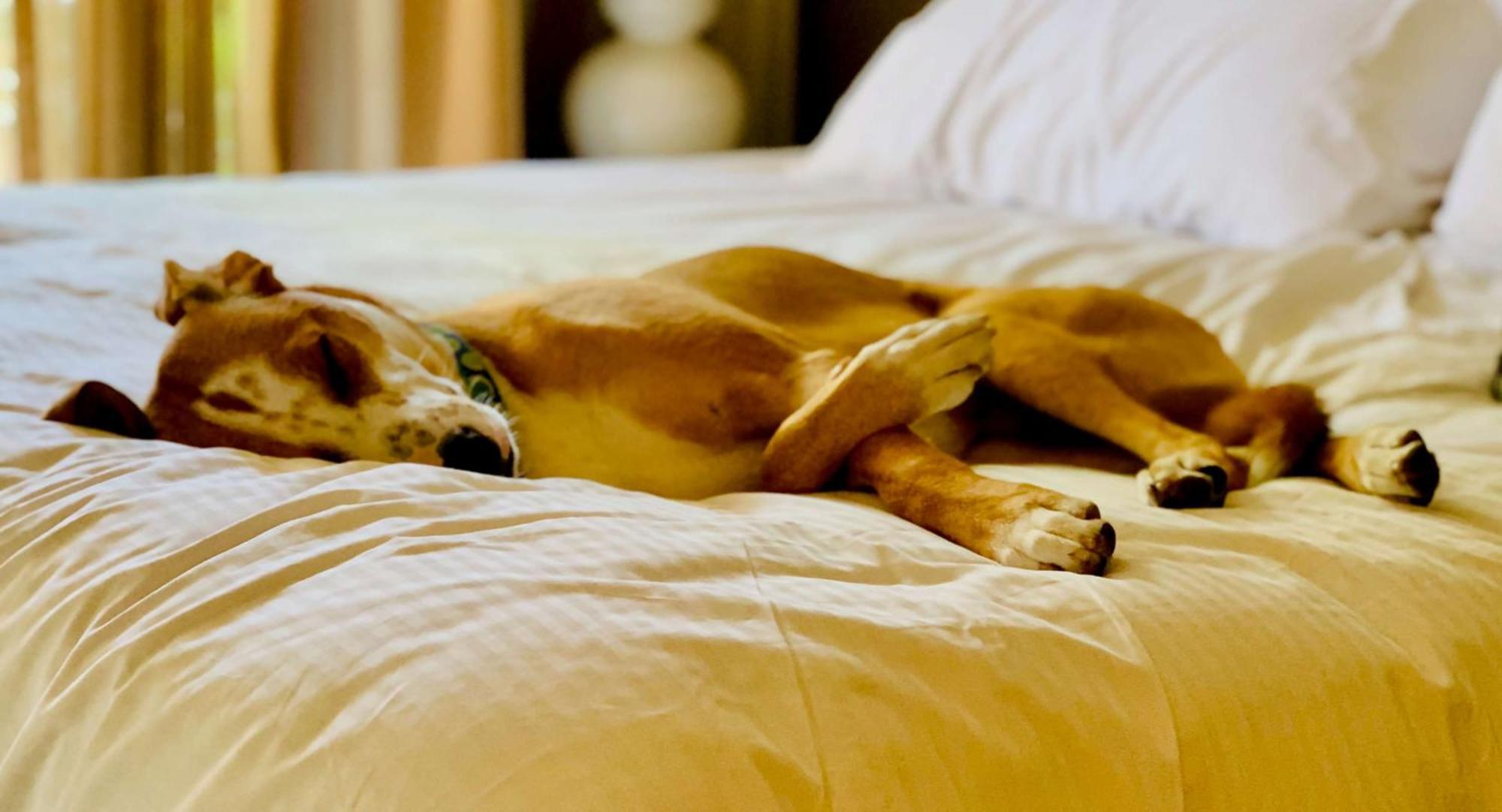 Sonesta Simply Suites Dallas Richardson Ngoại thất bức ảnh